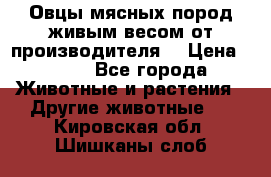 Овцы мясных пород живым весом от производителя. › Цена ­ 110 - Все города Животные и растения » Другие животные   . Кировская обл.,Шишканы слоб.